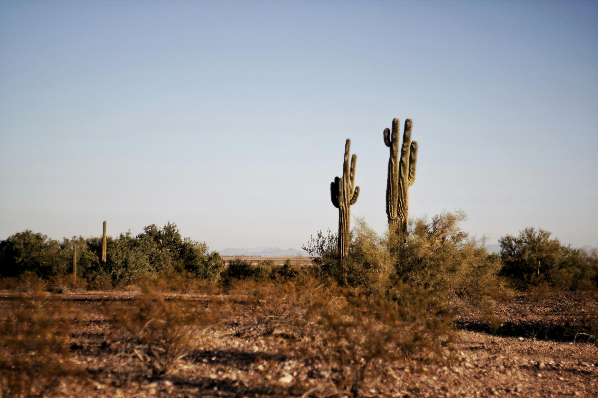 Desert landscape featuring tall saguaro cacti under a clear blue sky, with distant mountains in the background.